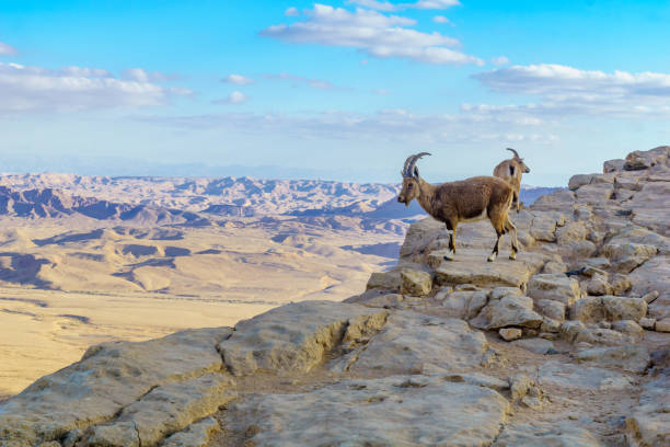 istock Nubian Ibex and landscape of Makhtesh (crater) Ramon 1222803763
