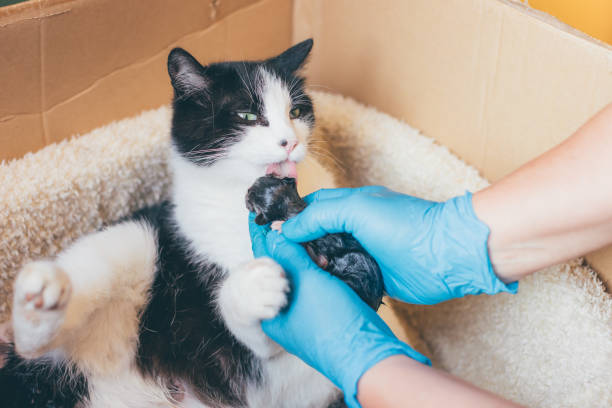 Owner or veterinarian supporting a cat during parturition or childbirth - doctor with latex gloves holding a newborn kitten and giving to his mother to clean it stock photo