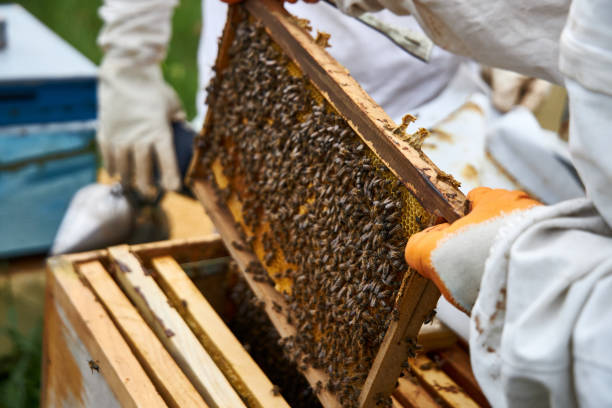 istock Beekeepers collecting honey 1222804670