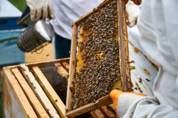 istock Beekeepers collecting honey 1222804931