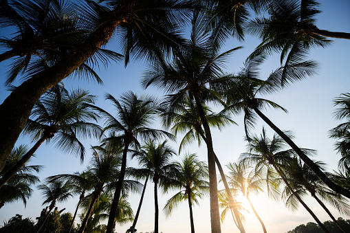 Sentosa Island, Singapore: Palm trees in the late sunshine.