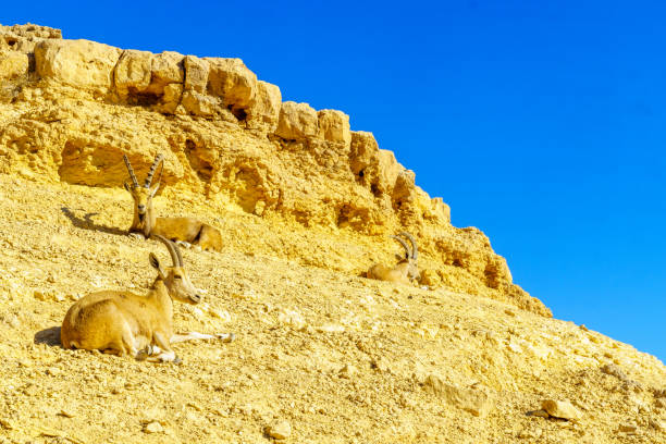 istock Nubian Ibex in Makhtesh (crater) Ramon 1222805195