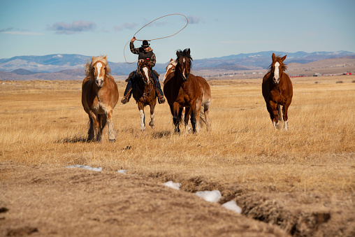 Cowboy wrangler ranch hand on horse roping horses in Westcliffe, CO, USA - 1/25/2020