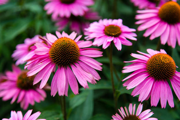 높은 라인의 에키네시아스. 뉴욕. - pink color image beauty in nature bright 뉴스 사진 이미지