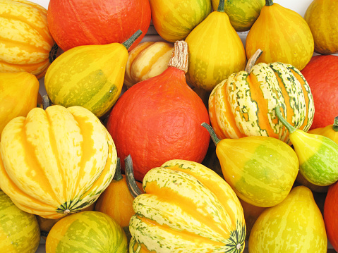Various pumpkins after harvest
