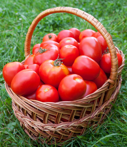 istock Red ripe tomatoes in the wicker basket 1222806973