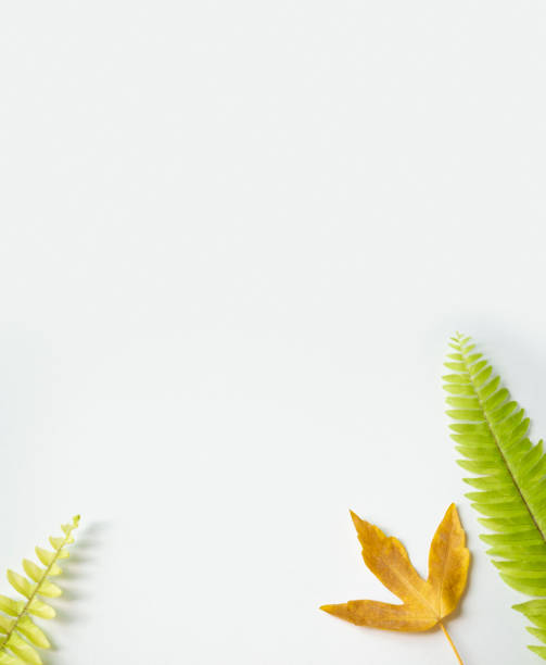 istock Top view leaves. Flat lay, White background 1222807129