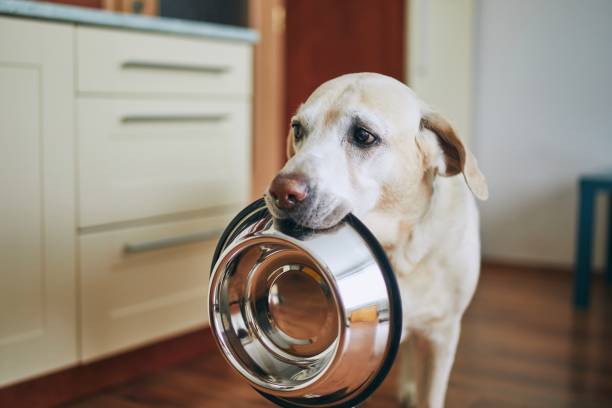 Dog waiting for feeding Hungry dog with sad eyes is waiting for feeding in home kitchen. Cute labrador retriever is holding dog bowl in his mouth. dog bowl photos stock pictures, royalty-free photos & images