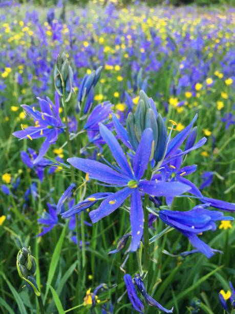 flores de camas - west linn fotografías e imágenes de stock