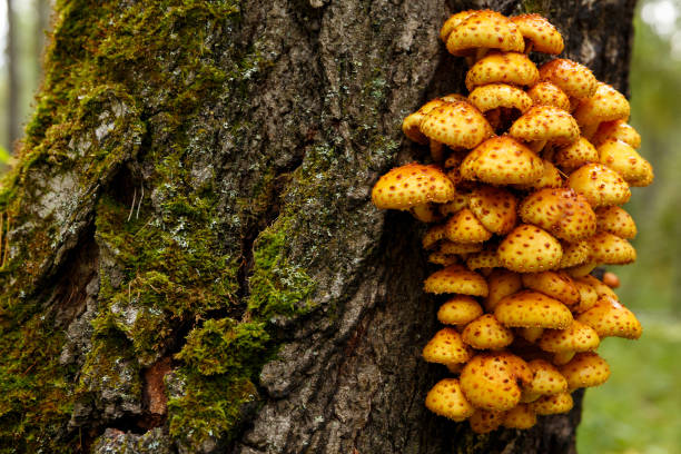 falsi funghi miele crescono su un albero nella foresta - honey agaric foto e immagini stock