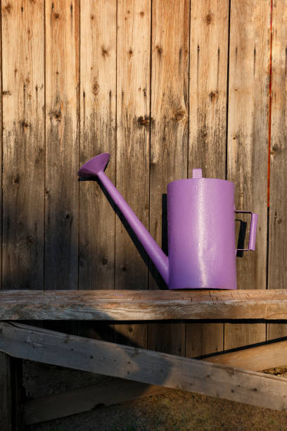 istock lilac watering can on a bench against a wooden wall 1222810279