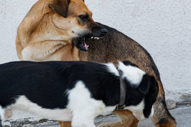 istock A stray dog, spotted and mongrel, walks without a leash, on its own, in public places 1222810817