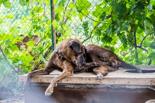 um cão de rua, visto e mestiço, caminha sem coleira, por conta própria, em locais públicos - print media fotos - fotografias e filmes do acervo