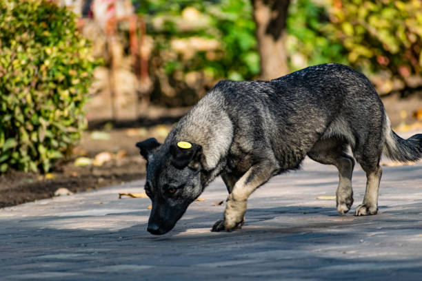 istock A stray dog, spotted and mongrel, walks without a leash, on its own, in public places 1222810939
