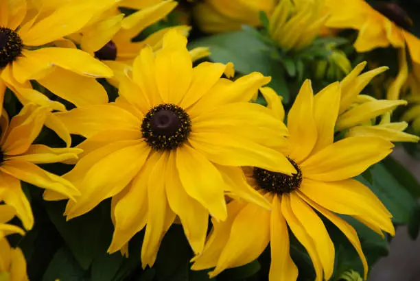 Yellow black-eyed susans, Rudbeckia hirta, flowering in a summer garden. potted plant