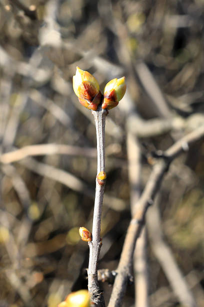 istock Green lilac buds in early spring 1222811153