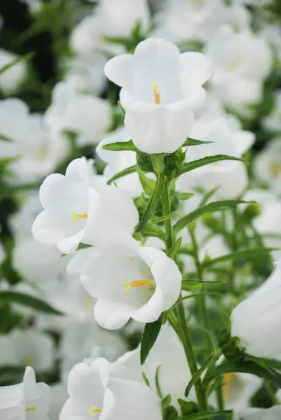 White Campanula flowers. Macro of flowers Campanula Portenschlagiana