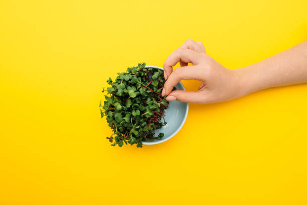 Hands taking microgreen sprout on yellow background stock photo