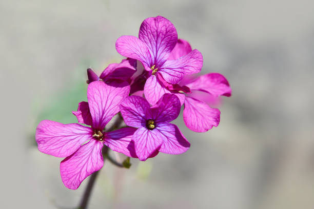 A  purple glowing annual honesty with a dark blurry background