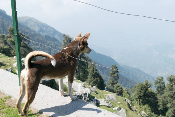 istock A dog at Triund, Dharamsala, India 1222814602