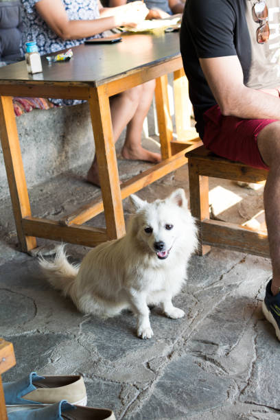 istock A white dog at Sunset cafe, Dharamsala, India 1222814723