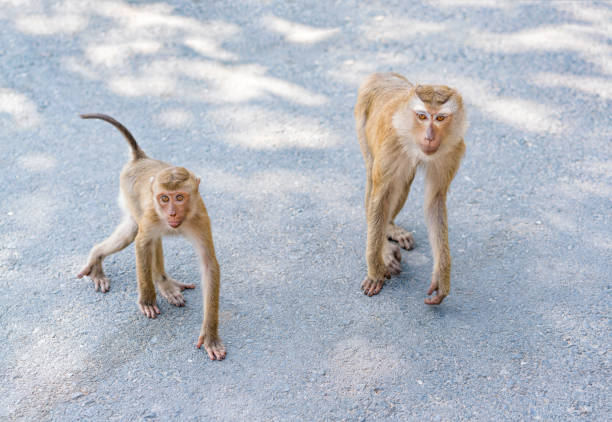 Pair of squirrel monkeys sitting together on a fallen log.