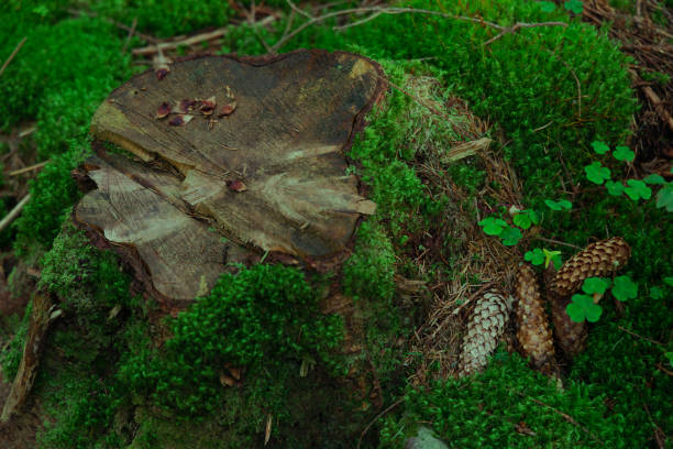 istock soft focus still life forest scene wooden stump green moss and tree cone in twilight lighting outside environment space 1222814831