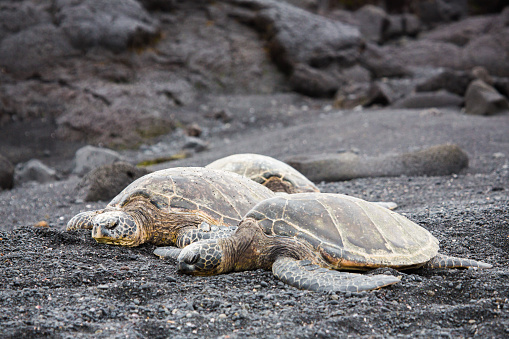 Hawaii Sea Turtles