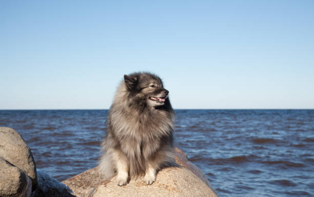 Keeshond breed dog sits on a huge stone against the background of the sea stock photo