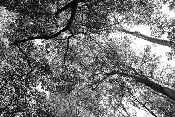 istock Treetops in contrast to the sky 1222815056