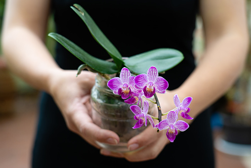 Close up of a woman holding an orchid in a pot