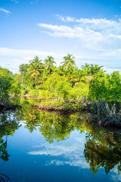 istock classic tropical landscape with palm trees 1222816413