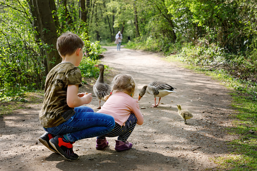 Two siblings kids, Cute little toddler girl and school boy feeding wild geese family in a forest park. Happy children having fun with observing birds and nature.