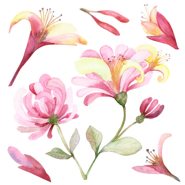 ilustraciones, imágenes clip art, dibujos animados e iconos de stock de acuarela pintada a mano natural conjunto floral composición con flores de flores de madreselva rosa en las ramas con hojas verdes, cogollos y pétalos colección aisladas en el fondo blanco - honeysuckle pink