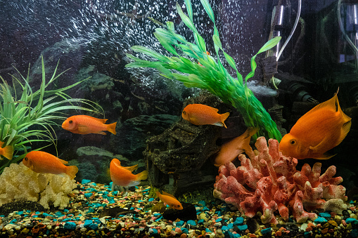 Aquarium with orange parrot fish (Red Parrot Cichlid) and red pseudotrophyus zebra fish.