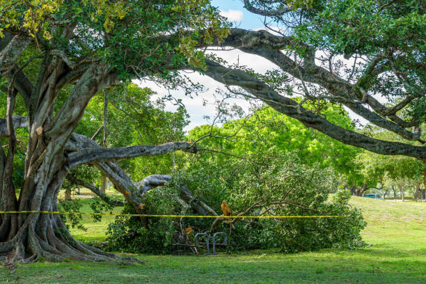 istock A large tree branch broken after storm - Hollywood, Florida, USA 1222818654