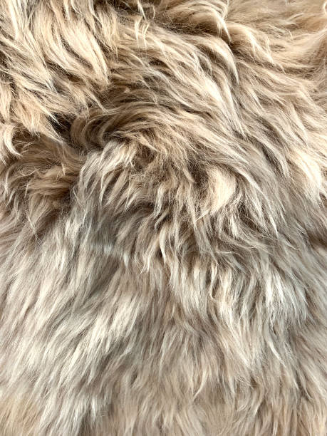 istock Close up view of fake, artificial fur background. 1222819117