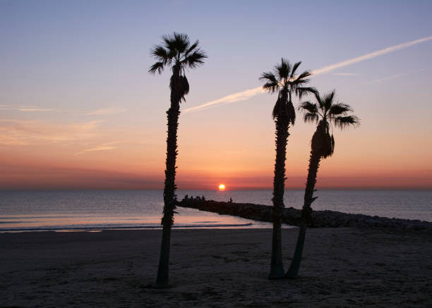 istock Palm trees on the beach at sunrise 1222820151