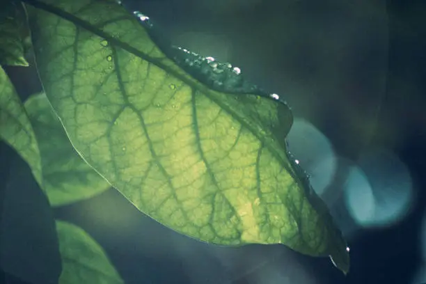 Photo of Leaf
