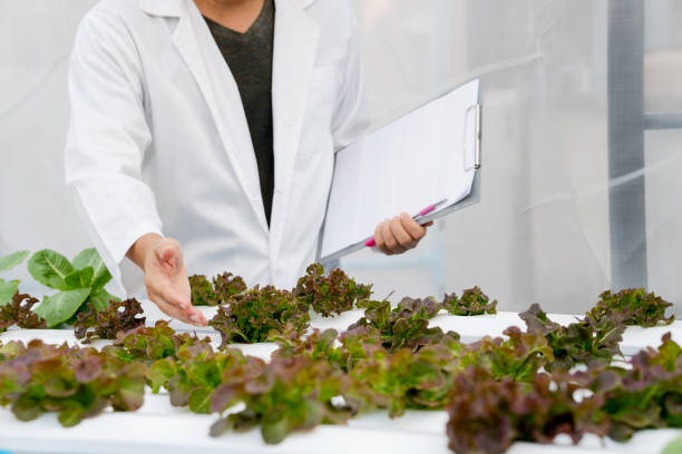 istock Scientist is taking note about experiment results of hydroponic vegetables. 1222821305