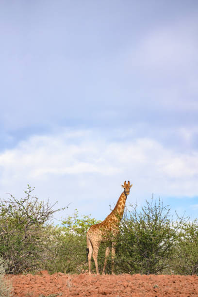 istock Wild Giraffe Standing Outdoors in Etosha National Park Namibia Africa 1222821921