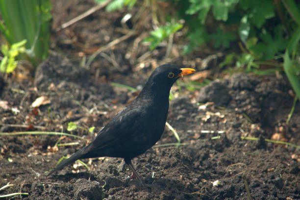 istock Young male blackbird foraging for food, Spring 1222822020