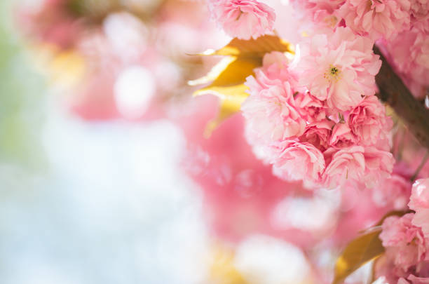 istock Amazing pink cherry blossoms on the Sakura tree. 1222823815