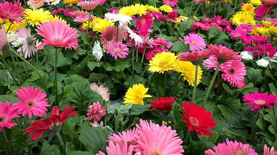 Jardín de flores de margarita multicolores photo