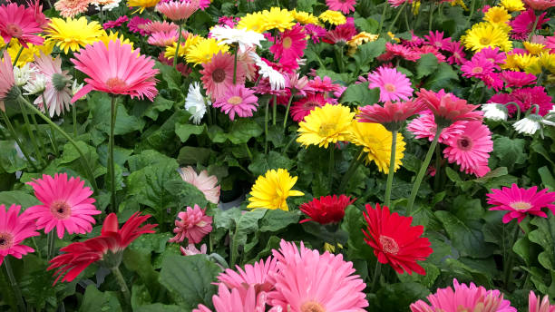jardín de flores de margarita multicolores - daisy multi colored flower bed flower fotografías e imágenes de stock