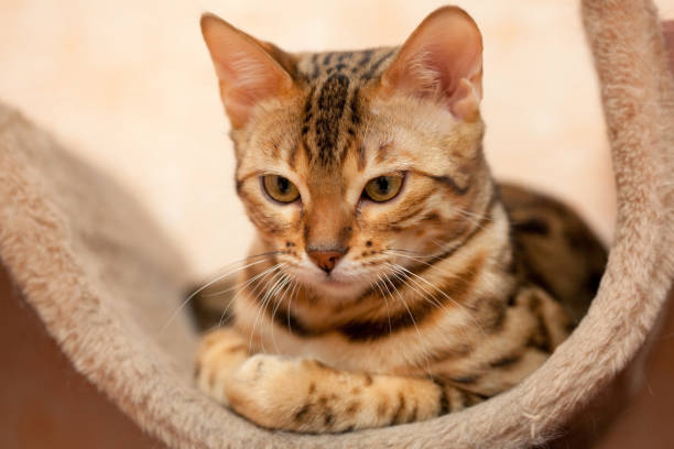 istock beautiful bengal cat interested in something 1222823980
