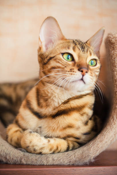 istock beautiful bengal cat lying and looking sideways 1222823983