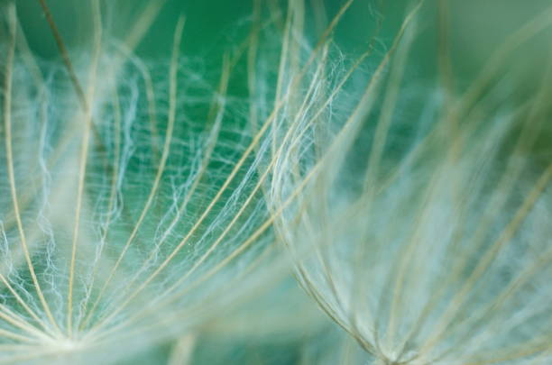 istock Macro details of the dandelion in spring time 1222824753