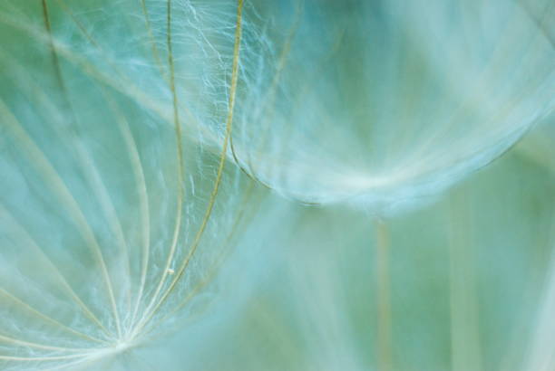 istock Macro details of the dandelion in spring time 1222824774