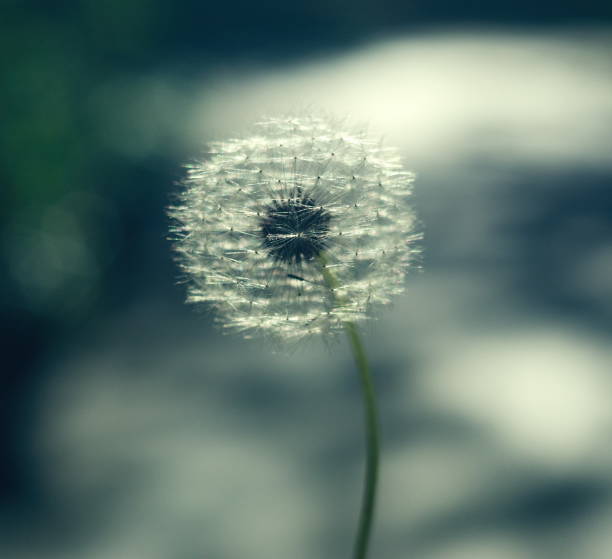 istock details of the dandelion in spring time 1222824799